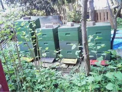 Bienenvölker in unserem Garten