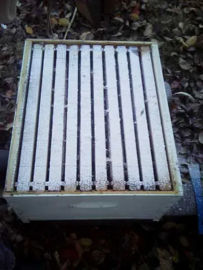 Behandlung der Bienen mit Puderzucker gegen die Varia-Milbe