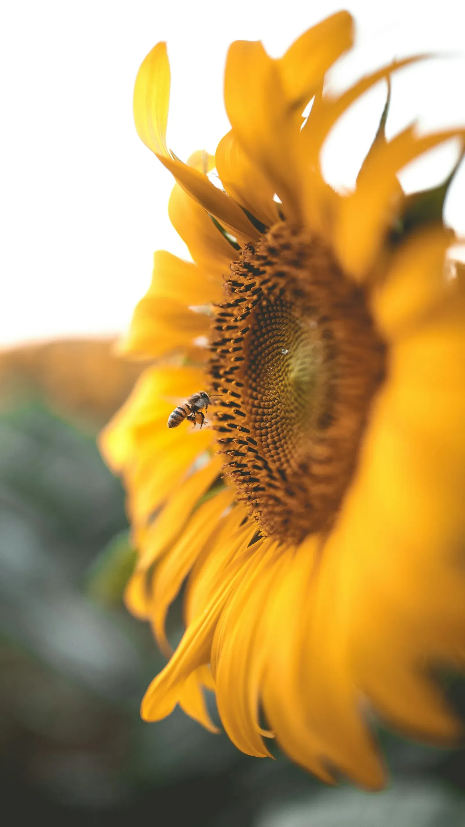 Biene im Anflug auf eine Sonnenblume