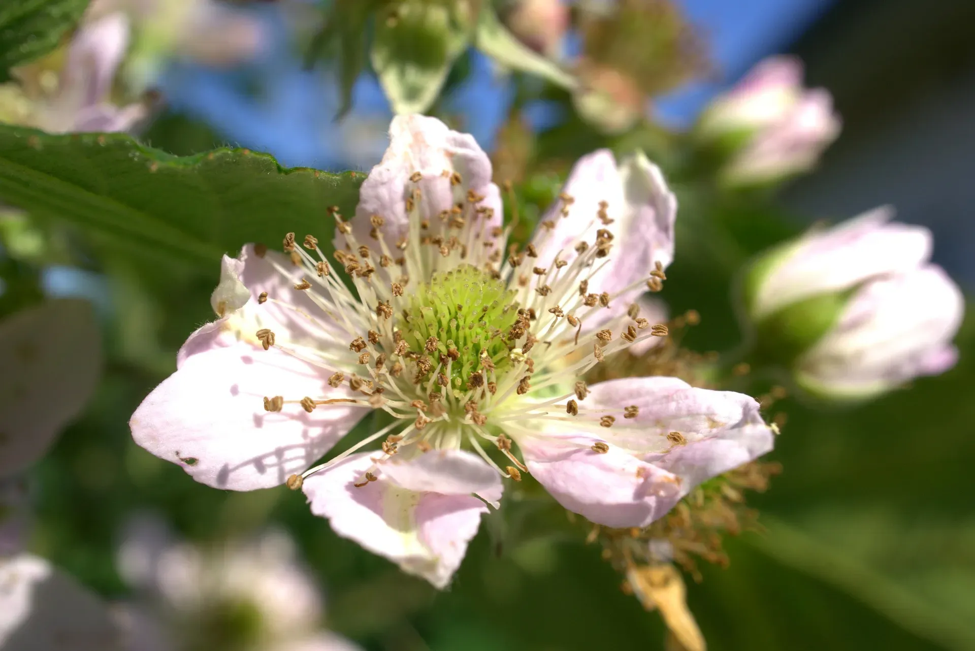 Brombeerenpflanzen für den Sommerblütenhonig