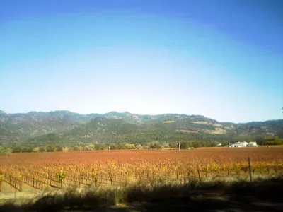 Central Valley Kalifornien Bienen