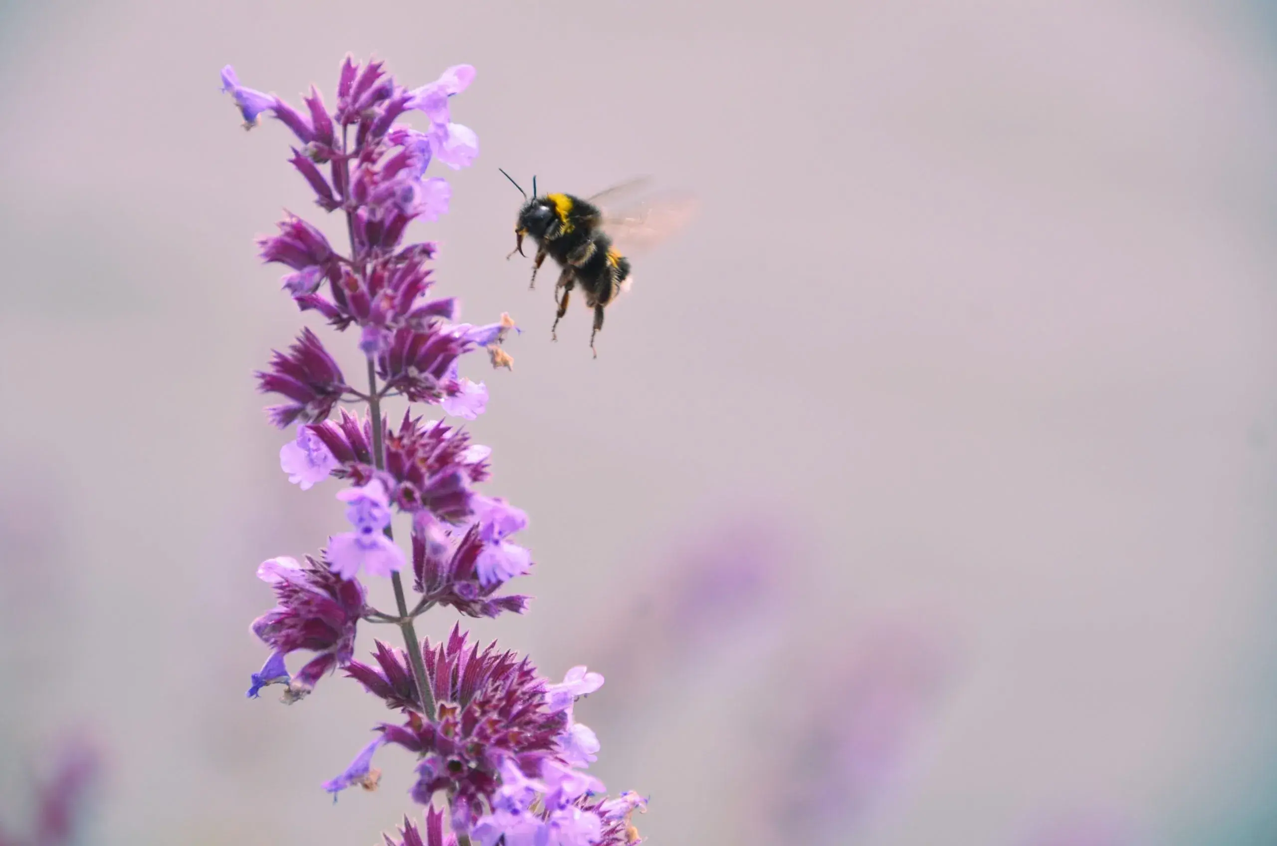 Bienensterben? So kannst du helfen...