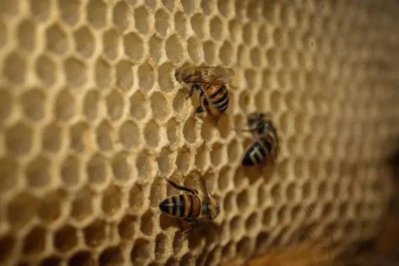 Bienen auf einer Honigwabe
