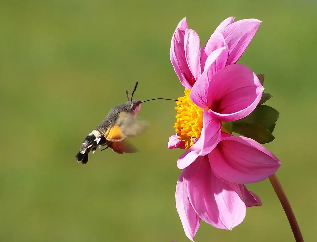 Bienen und andere Bestäuber