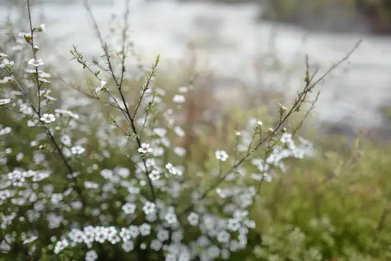 Weiße Manuka-Blüten am Strauch