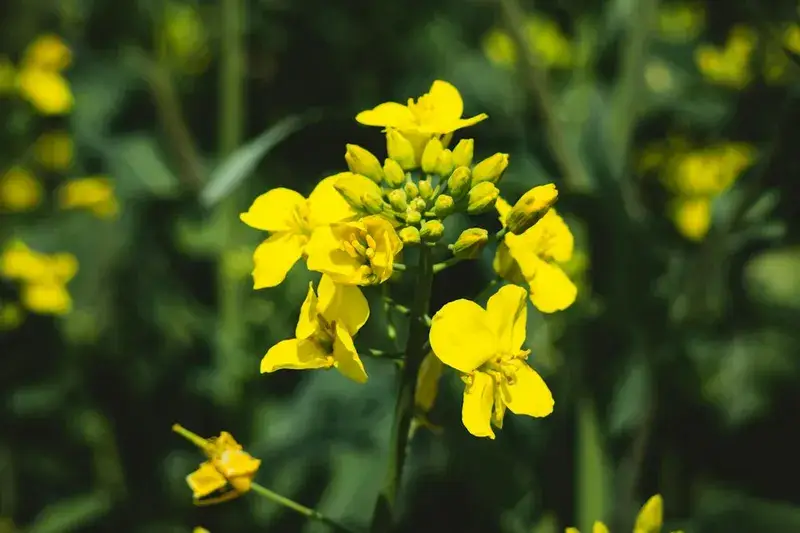 Blühendes gelbes Rapsfeld