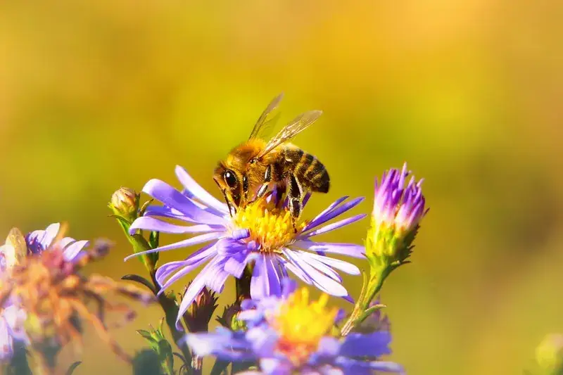 Biene auf einer lila Sommerblüte