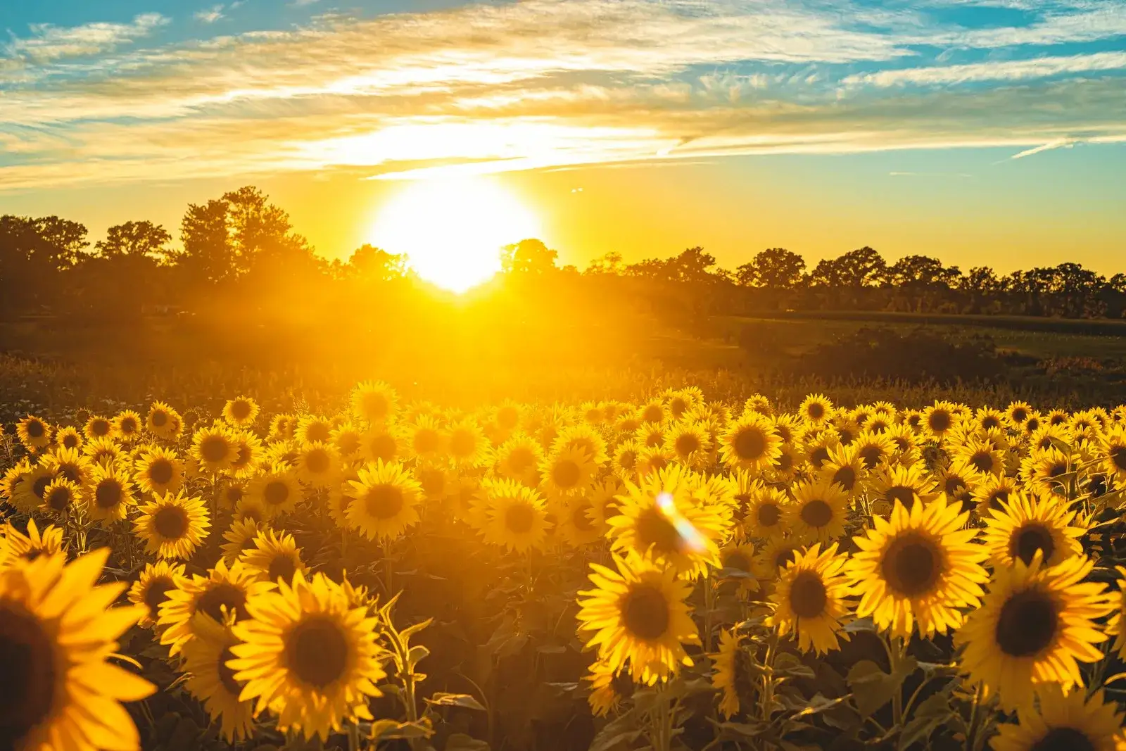 Blühende Sonnenblumen – Trachtquelle für Sonnenblumenhonig