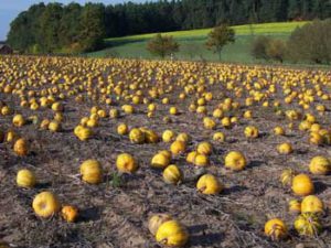 Die reifen Kürbisse auf dem Feld der Familie Schnell