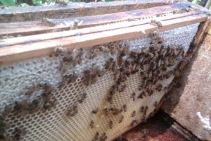 Bienen auf Honigwabe