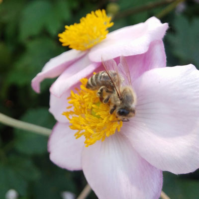 Bienen beim Pollen sammeln