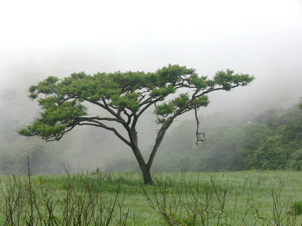 Der echte Akazienbaum aus Australien