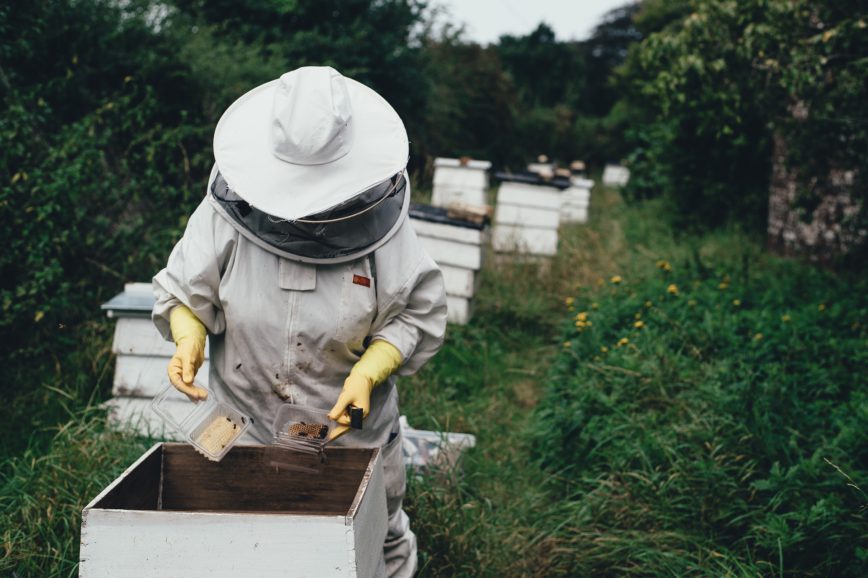 Das große Bienensterben weltweit und in Deutschland