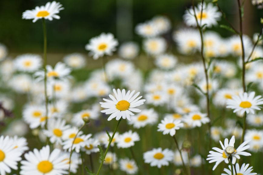 Sommerblütenhonig