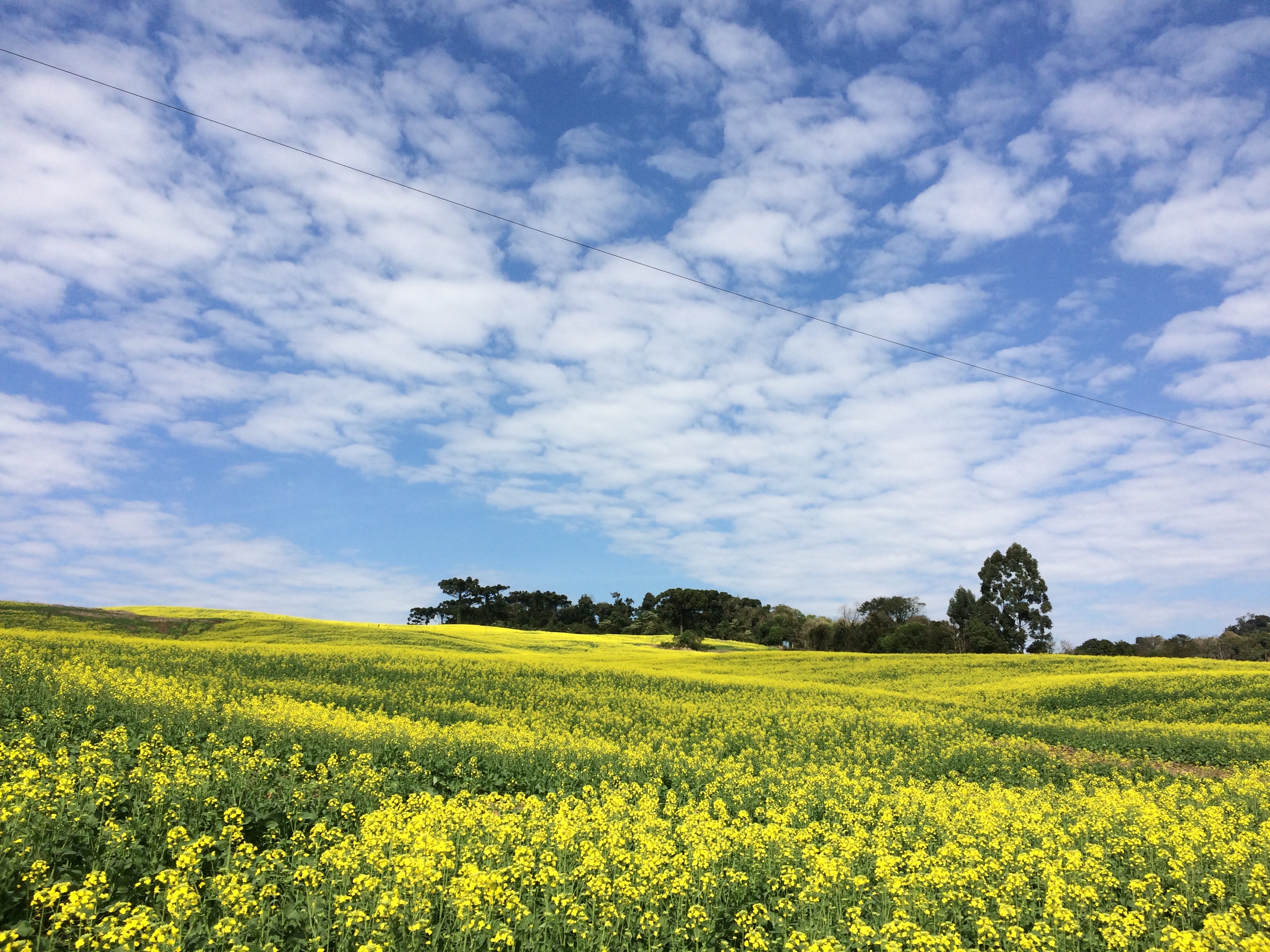 Rapsfeld mit vielen Rabslüten