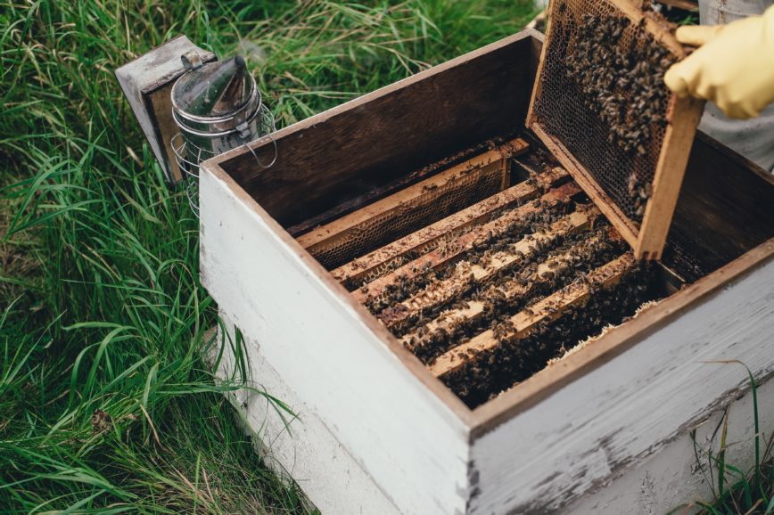 How To? Wie man mit Imkern im eigenen Garten starten kann