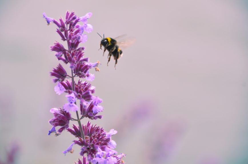 Bienensterben? So kannst du helfen…